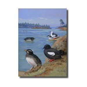  Rhinoceros Auklets And Pigeon Uuillemots Giclee Print 