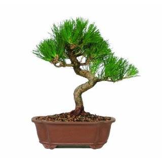 Japanese Black Pine Bonsai Tree I  Nursery Direct From Joebonsai 