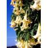 Tropica   Engelstrompete / weiß hängend (Brugmansia suaveolens)   10 