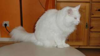 Reinrassige weiße Maine Coon Katze sucht liebevolles zu Hause in 