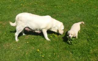 Golden Retriever/Labradorwelpen in Nordrhein Westfalen   Ahaus  Hunde 