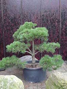 Pinus nigra austriaca   Formschnitt   Kiefer   Gartenbonsai   Bonsai 
