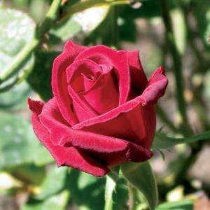 Mea Nursery All Time Favorites Rose Chrysler Imperial 60012 at The 