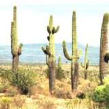  Carnegia gigantea, Saguaro Kaktus, Säulenkaktus, 10 Samen 