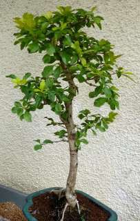 BONSAI Indon. Durantha 47cm 12Jahre #1  