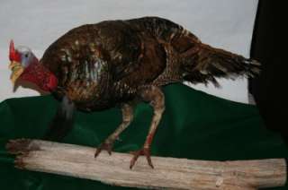   TAXIDERMY LONGBEARD TOM TURKEY IRIDESCENT COLORED FEATHERS BRANCH