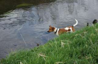 Schöner Jack Russel Deckrüde in Nordrhein Westfalen   Hückelhoven 