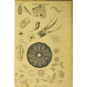  Microscopic Objects C1860 Sea Life Animated Nature