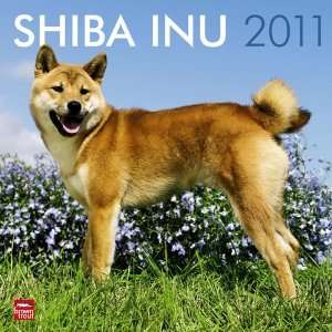  Shiba Inu 2011 Wall Calendar 12 X 12