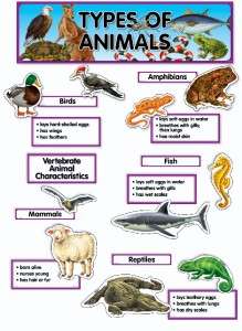 ANIMAL KINGDOM Science Bulletin Board Set Kindergarten  