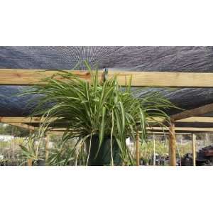   Plant Chlorophytum comosum Variegated Live Plant Patio, Lawn & Garden