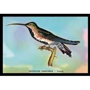  Vintage Art Hummingbird Trochilus Gramineus   Young 