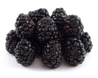 FREEZE DRIED Blackberries Survival Food Fruit A Case  