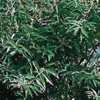 Lemon Verbena Plant   Perennial Herb   Aloysia   4 Pot