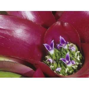 Close Up of a Bromeliad Flower (Neoregalia Carolinae) Photographic 