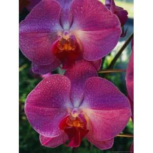  A Close View of an Exquisite Phalaenopsis Orchid National 