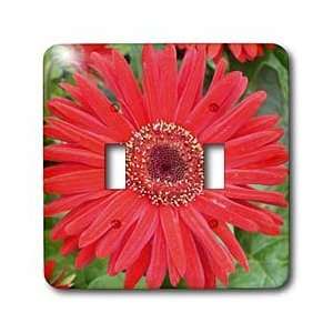 Florene Flowers   Red Carnation   Light Switch Covers   double toggle 