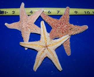 REAL 5 CUTE SUGAR STARFISH CRAFTS SEASHELLS DECOR  