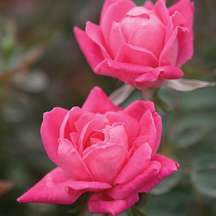 Double Pink Knock Out Rose   Hot Pink   Disease Resistant  