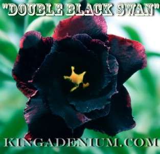 ADENIUM OBESUM DESERT ROSE  DOUBLE BLACK SWAN  20 SEEDS NEW, RARE 