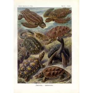 Ernst Haeckel 1904   Chelonia   Artforms of Nature Kunstformen der 