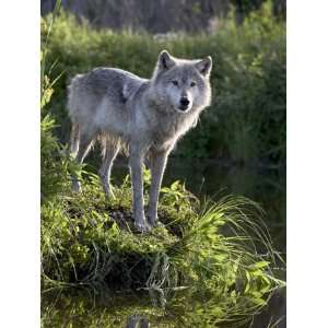 Gray Wolf in Captivity, Sandstone, Minnesota, United States of America 