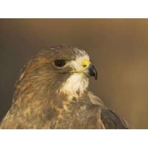  Female Swainsons Hawk Head, Buteo Swainsoni, USA 