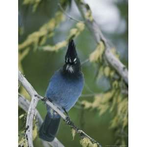  Close View of a Stellers Jay Sitting on a Branch National 
