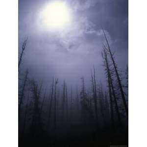  Strange Light Over Dead Trees, Colorado Photographic 