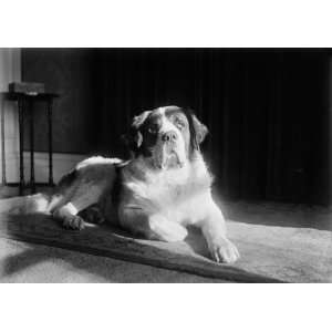  1917 Orville Wright St. Bernard dog Scipio PHOTO