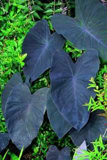 Black Magic Elephants Ear   Gothic   Colocasia   4 Pot  