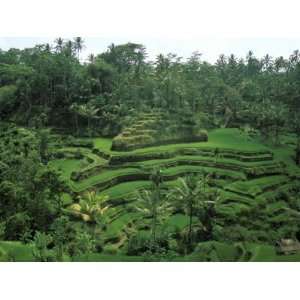 Lush Green Rice Terraces, Ubud, Bali, Indonesia Landscape Photographic 