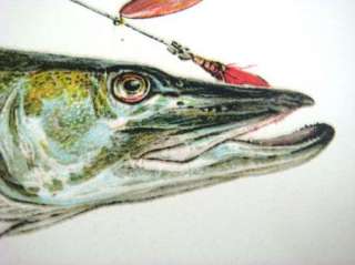 Antique Offset Lithograph Vintage Maskalonge Fish Print  