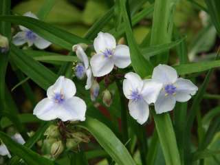   TRADESCANTIA OSPREY PLANT BLUE FLOWERS SUN/SHADE PERENNIAL,ZONE3 9