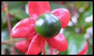   CLERODENDRUM NUTANS~~SHOWY SHRUB~~FOOT LONG FLOWERS~~1 PLANT  