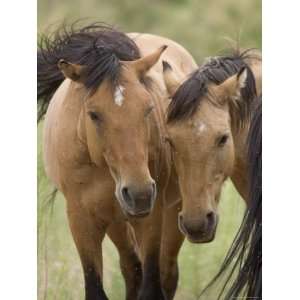  Mustang / Wild Horse Mare and Stallion Bothered by Flies in Summer 