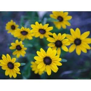  Close View of Black Eyed Susan Flowers National Geographic 