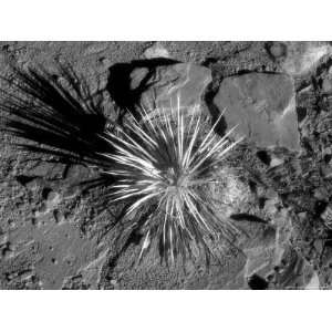 Black and White Infrared Image of Plant and Rocks, CO, NM Photographic 