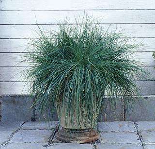 Festuca Fescue Glauca Festina Seeds  