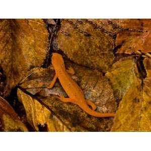 Red Spotted Newt or Eastern Newt, Salamander, Bennington, Vermont, USA 