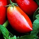 Polish Linguisa Tomato 4 Plants   Heirloom/Meaty​/Paste