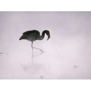  Flamingo Wades in a Thermal Hot Spring in Chiles Atacama 