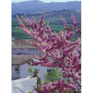 Flowering Cherry Tree and Whitewashed Buildings, Ronda, Spain Premium 
