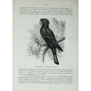    CassellS Birds C1870 Raven Cockatoo Parrot Banksii