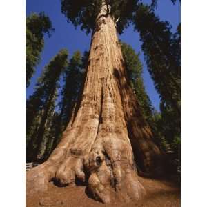  Ben Sherman Tree, Sequoia Park, California, United States 