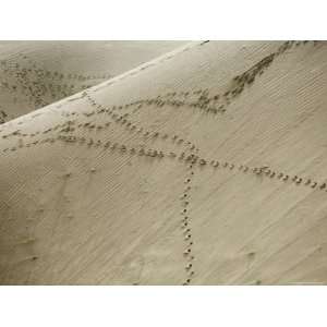 Footprints Criss Cross Giant Sand Dunes in Qinghai Province, China 