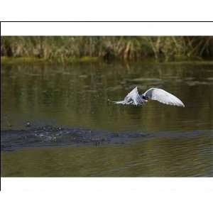  Common Tern   unsuccessful dive for fish Photographic 