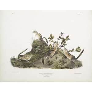  FRAMED oil paintings   John James Audubon   24 x 18 inches 