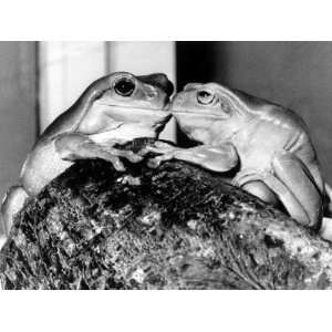 Kermit and Sheila, Tree Frog Lovers Get Close, February 1987 Stretched 