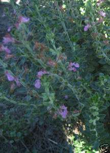 Germander (Teucriun Chamaedrys) Plant.  